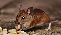 24 Hour & Emergency Exterminators in Roseville, CA